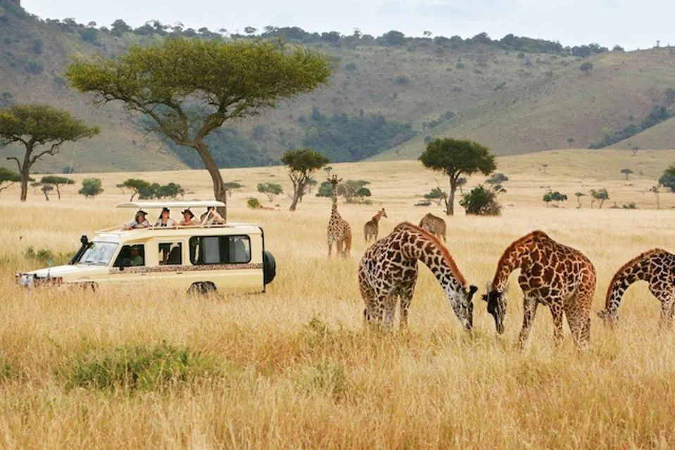 africa Safari Cheap Flights | Airline Tickets ,Airfare Deals