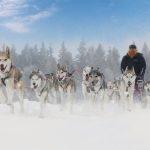 The 5 best places to go dog sledding in Quebec - Canada 6 The 5 best places to go dog sledding in Quebec - Canada
