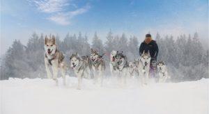 The 5 best places to go dog sledding in Quebec - Canada