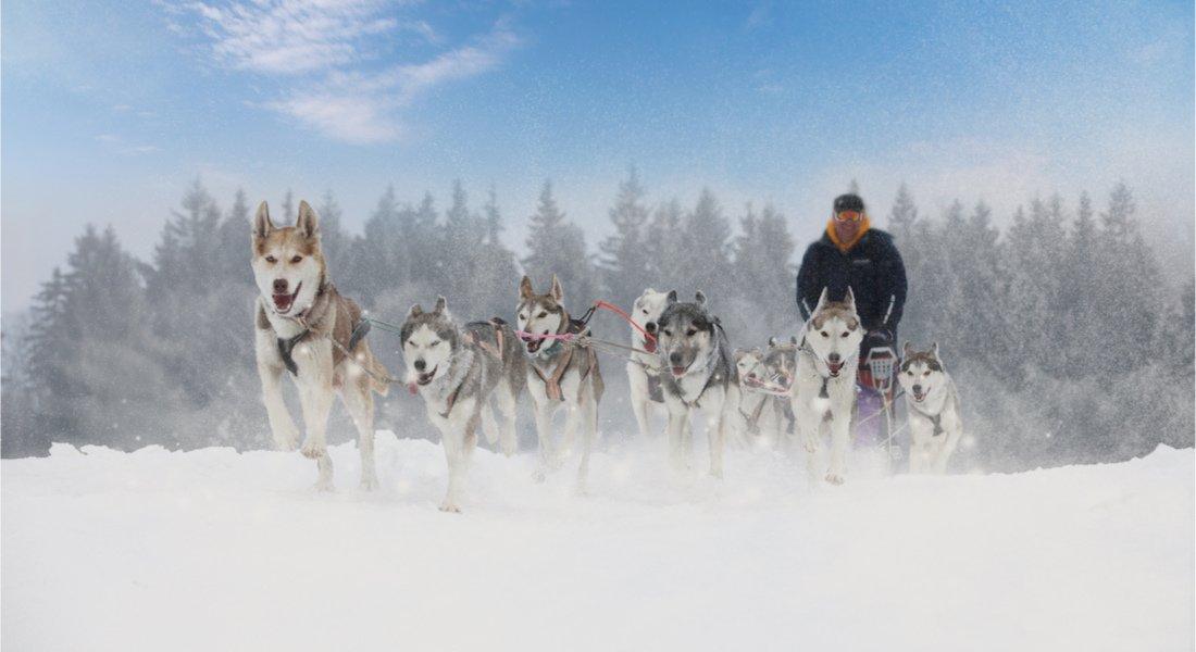 The 5 best places to go dog sledding in Quebec - Canada